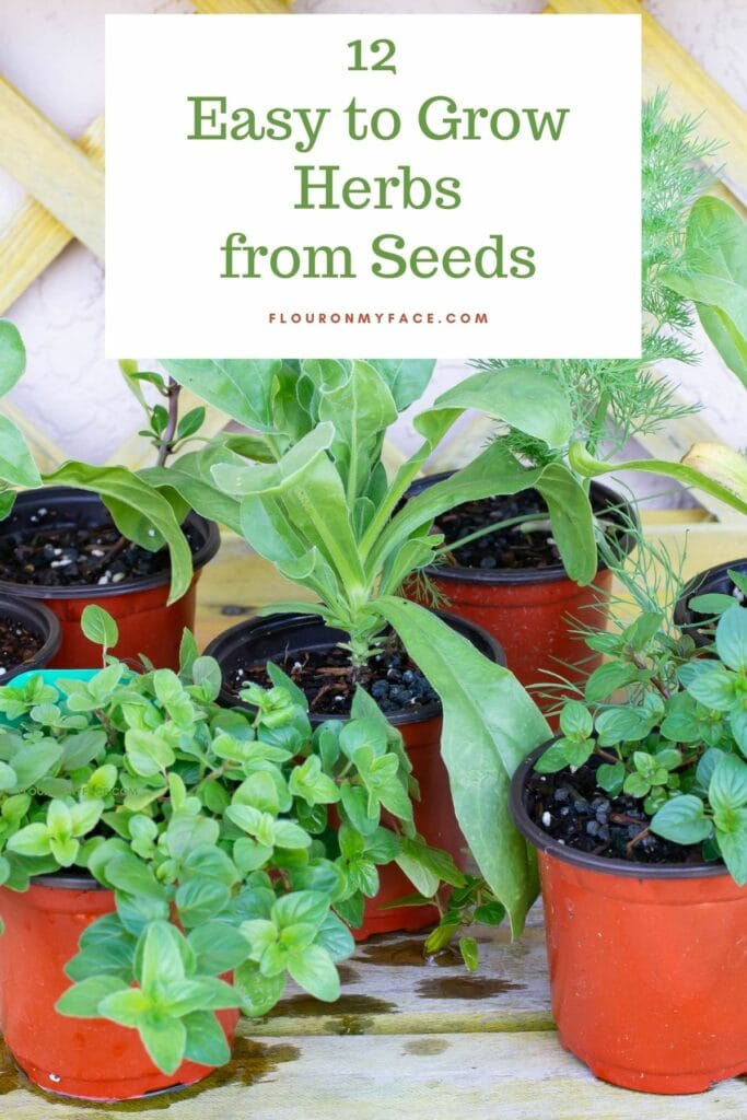 12 Easy Herbs to Grow from Seeds - Flour On My Face