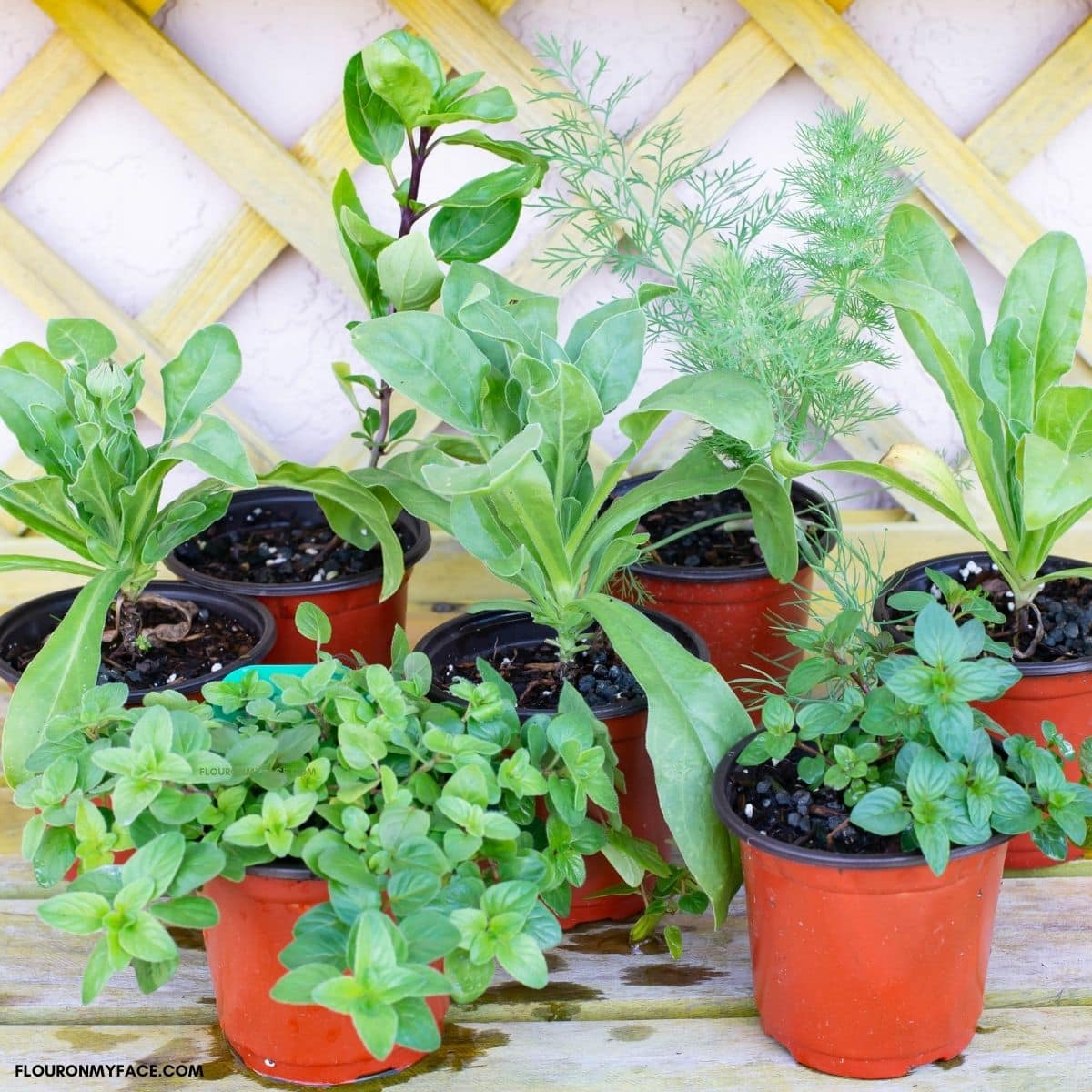 Pots of herb seedlings on a work bench.