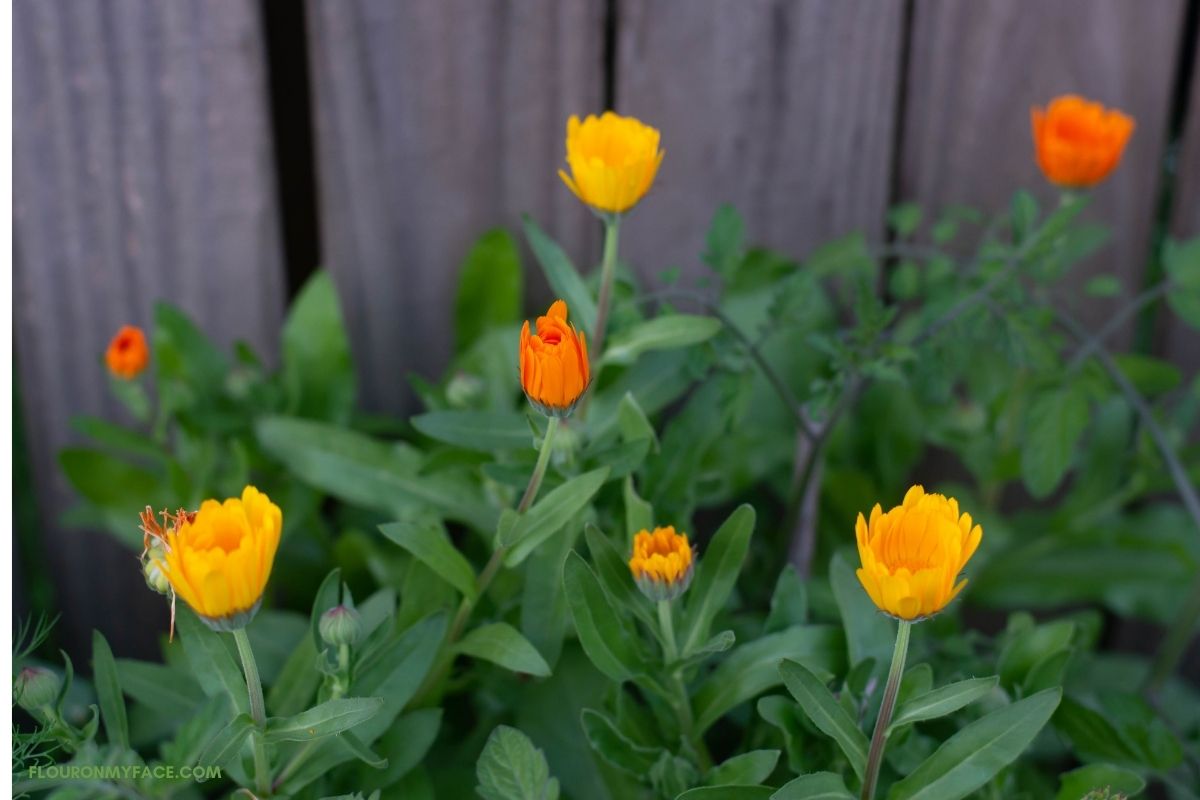 Calendula flower buds in the garden.