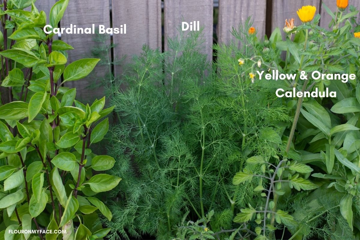 Dill, basil and calendula herbs growing in containers against a wooden fence.