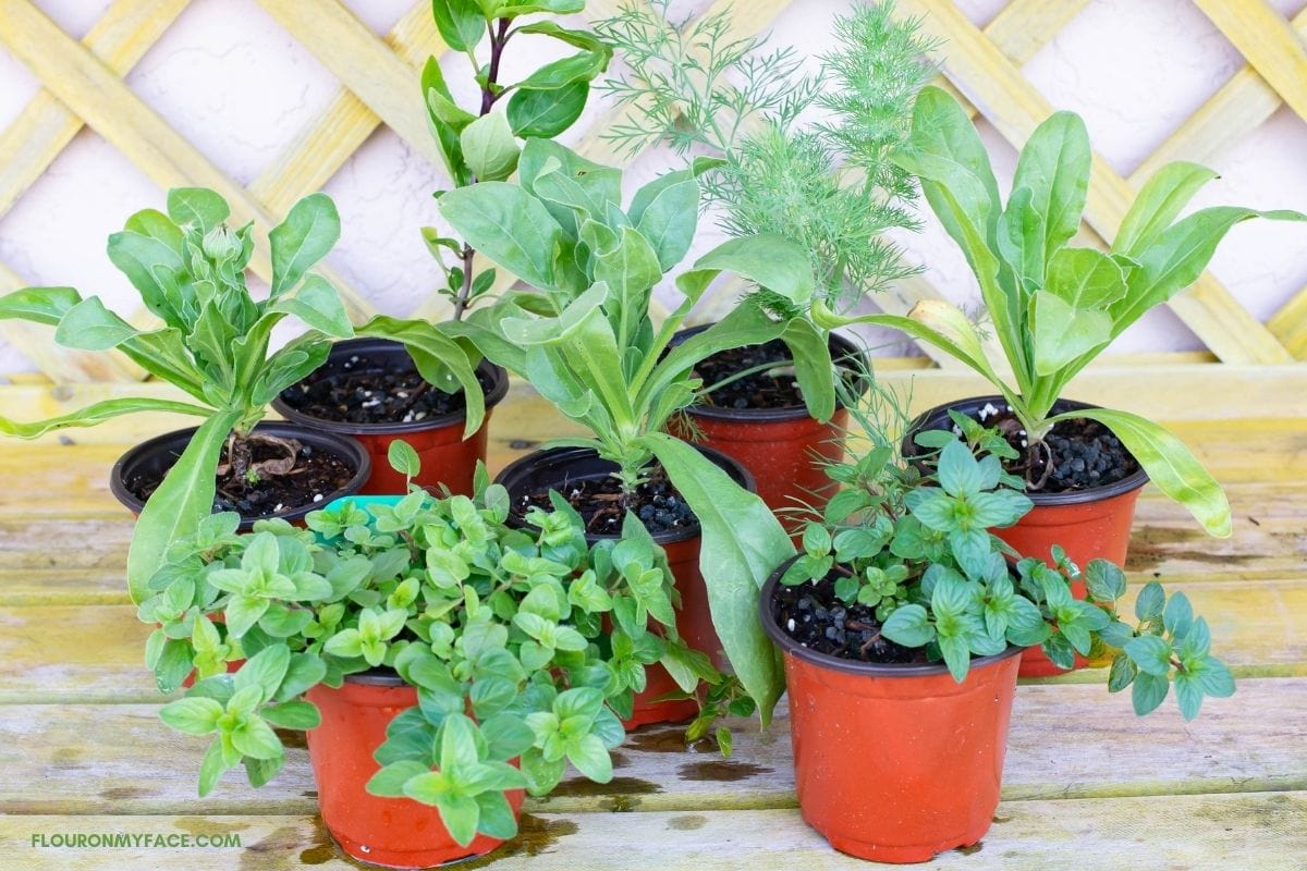 Herb seedlings in 3 inch pots on a potting table.