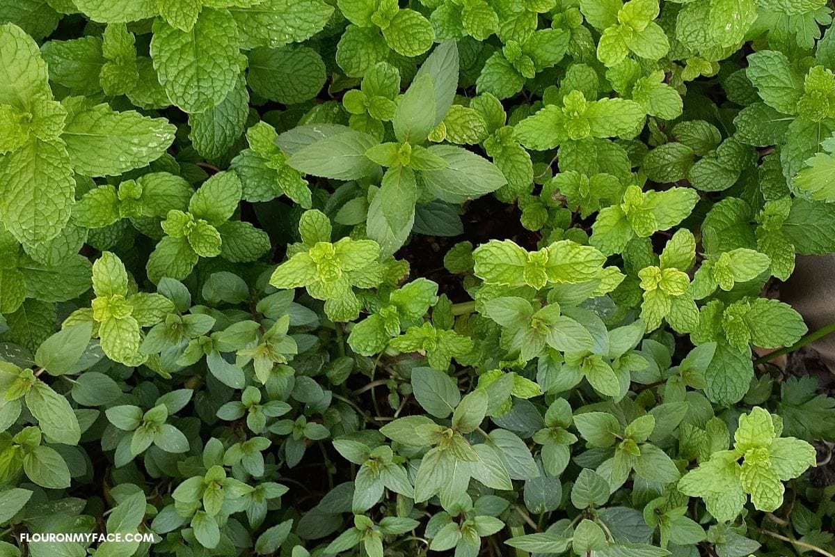 Mint plants in containers.