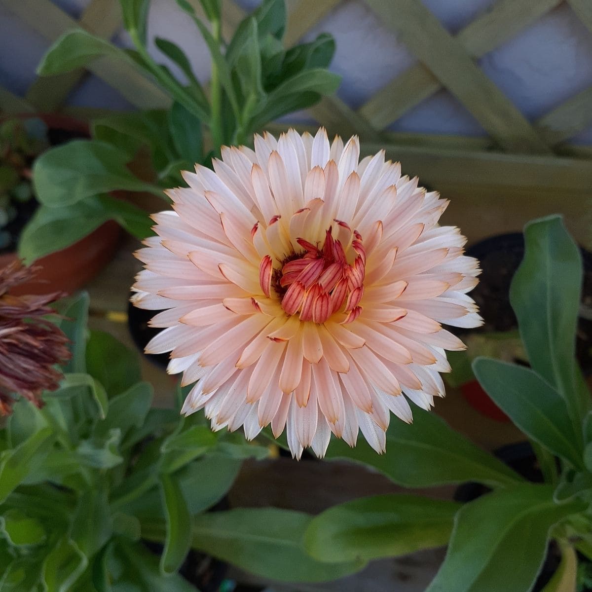 A closeup image of a Zeolights Calendula flower bloom.