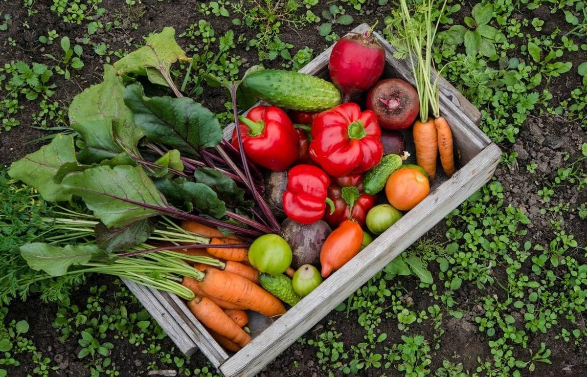 Garden vegetables in a wooden crate.