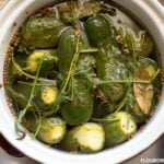 A crock full of fermenting Kirby cucumbers with fresh dill and pickling spices.