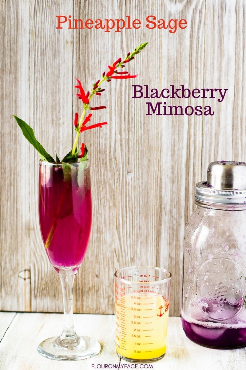 Pineapple Sage Blackberry Mimosa recipe made with fresh herbs from a cocktail herb garden.