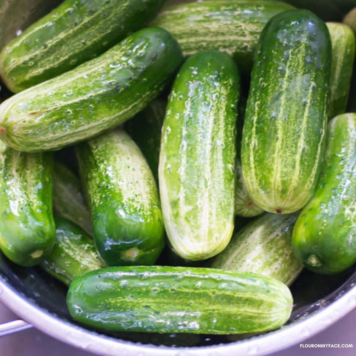 Fresh cucumbers in a colander.