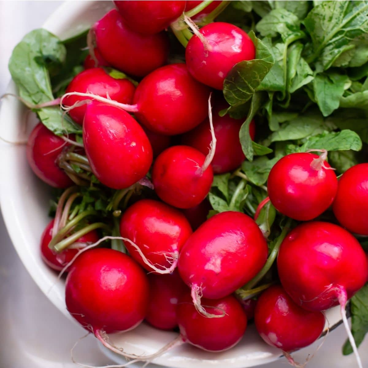Freshly washed radishes in a colander in the sink.