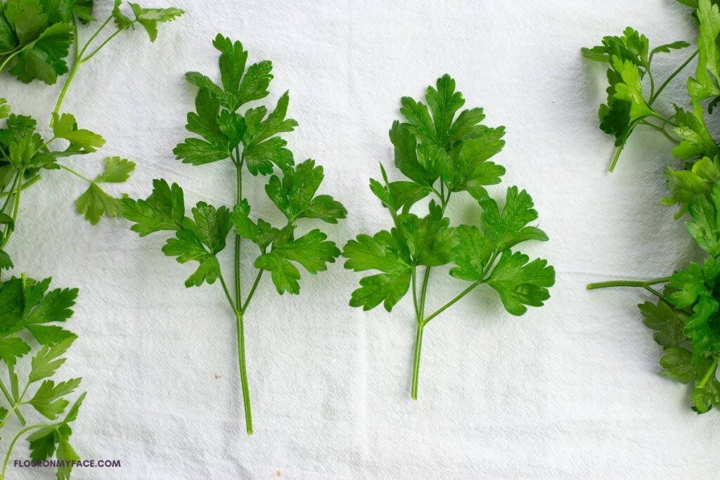 fresh parsley stems that have been trimmed before dehydrating