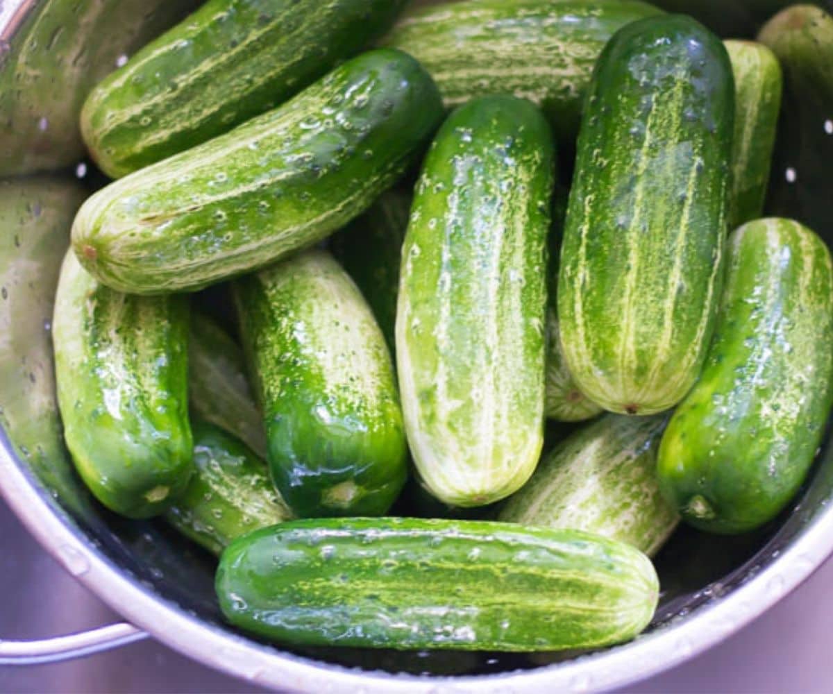 Fresh cucumbers in a colander.