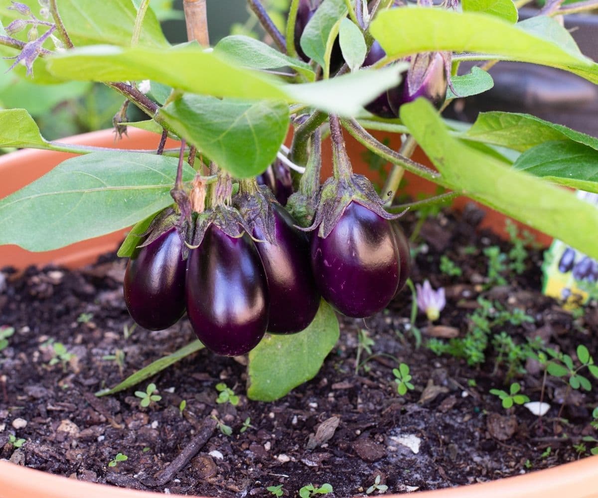 Mini eggplant growing on a plant.