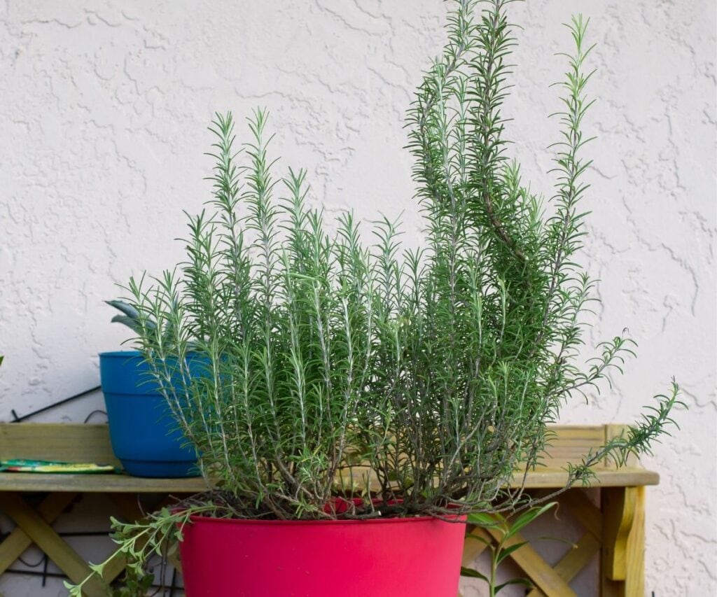 How To Dehydrate Rosemary - Flour On My Face