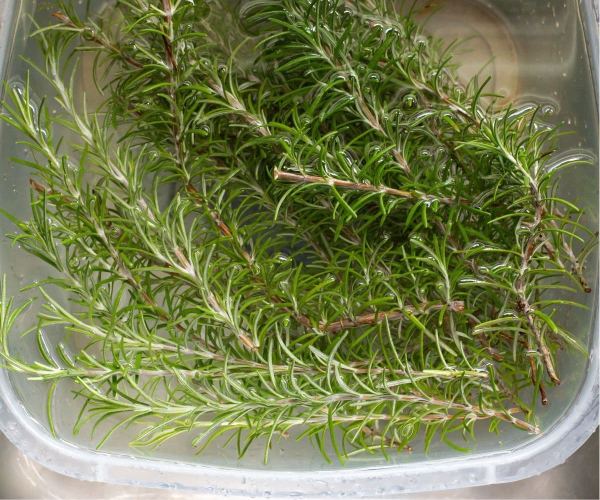A plastic tub filled with fresh rosemary branches soaking in water.