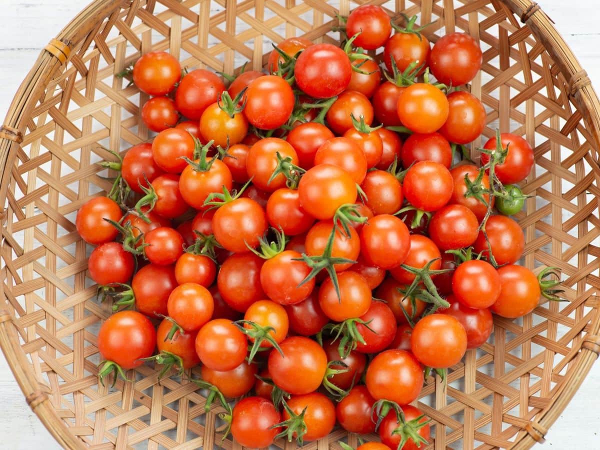 Ripe cherry tomatoes in a round basket.