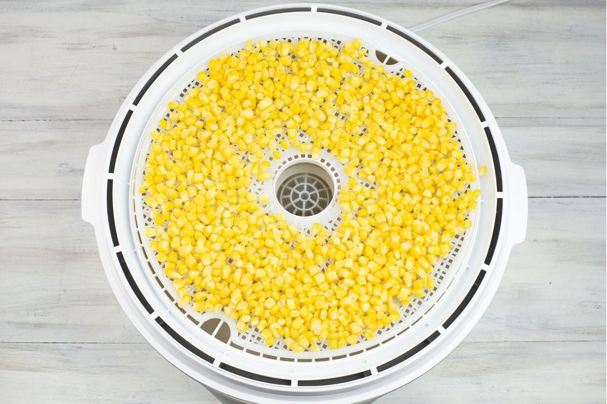 A thick layer of corn kernels spread over a round dehydrator tray.