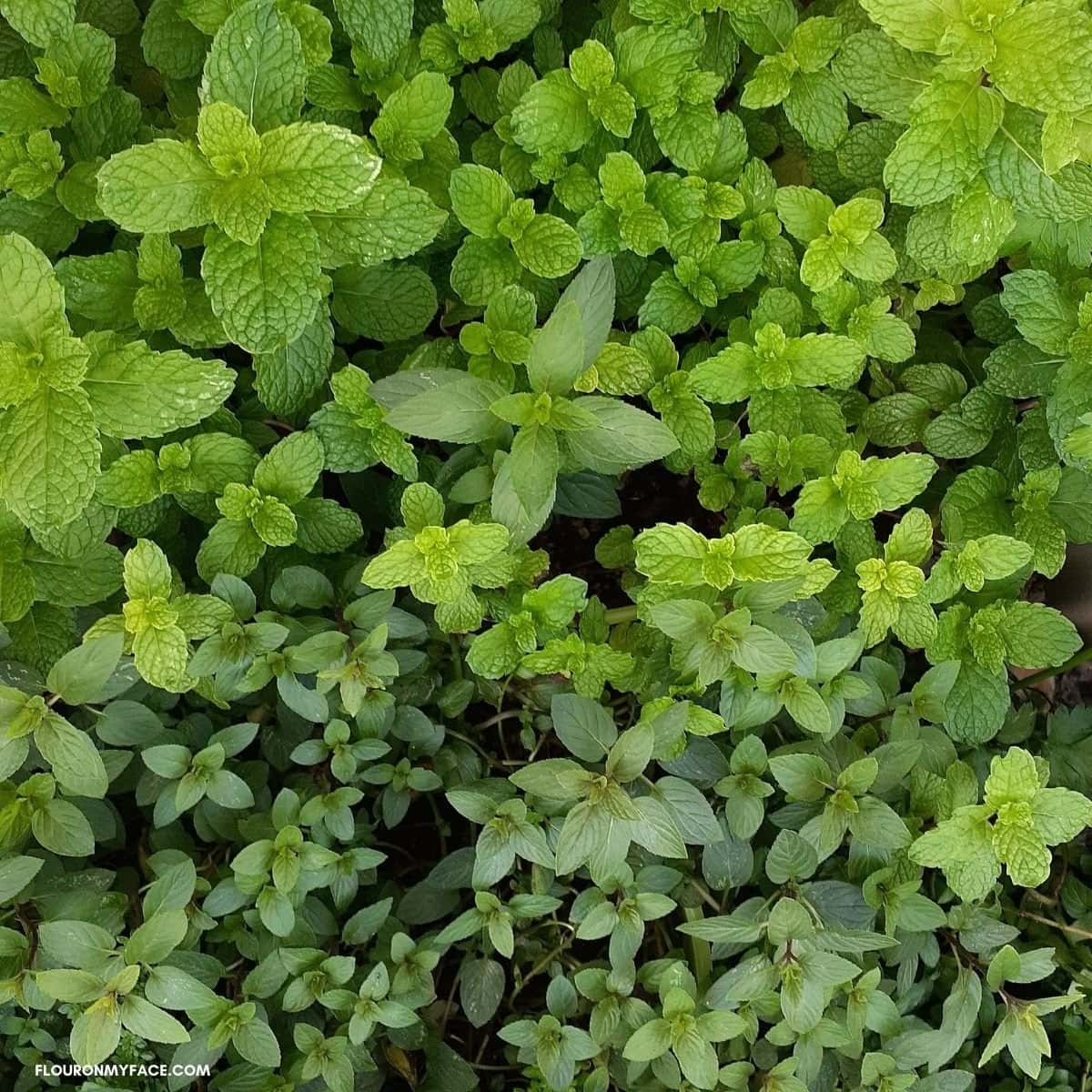 Spearmint and chocolate mint plants.