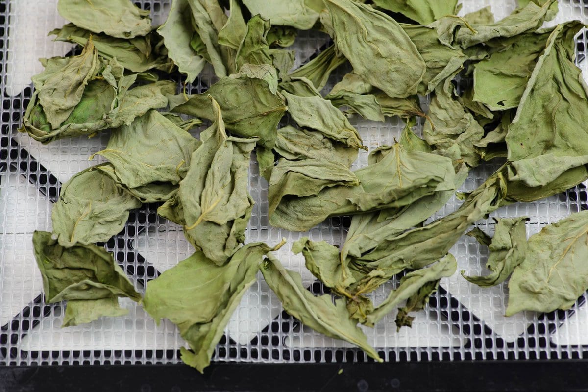 Dried basil leaves spread over a mesh lined dehydrating tray.