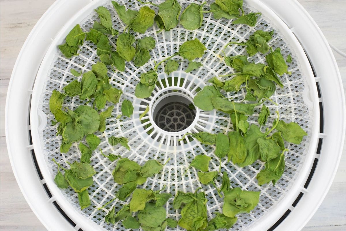 Round Presto dehydrator tray filled with spinach.