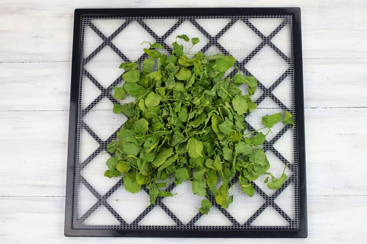 A square drying tray covered with dried spinach leaves.