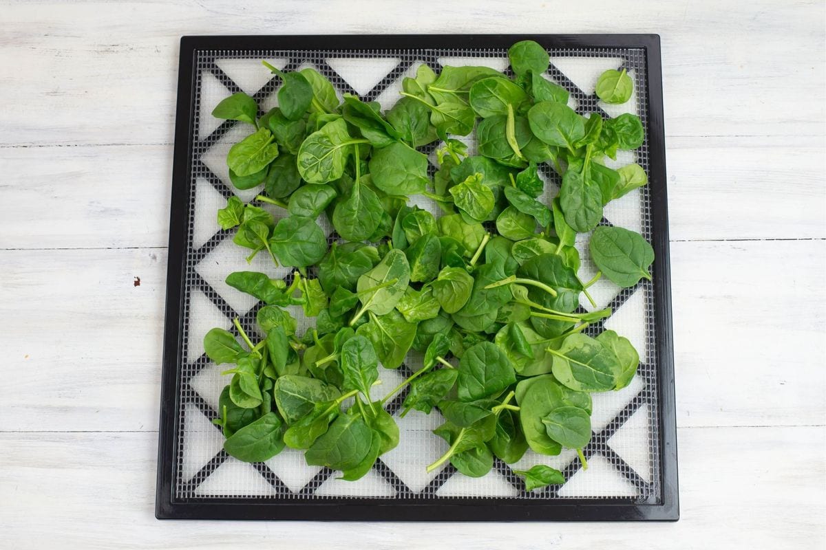Spinach leaves spread out on a square Excalibur tray.