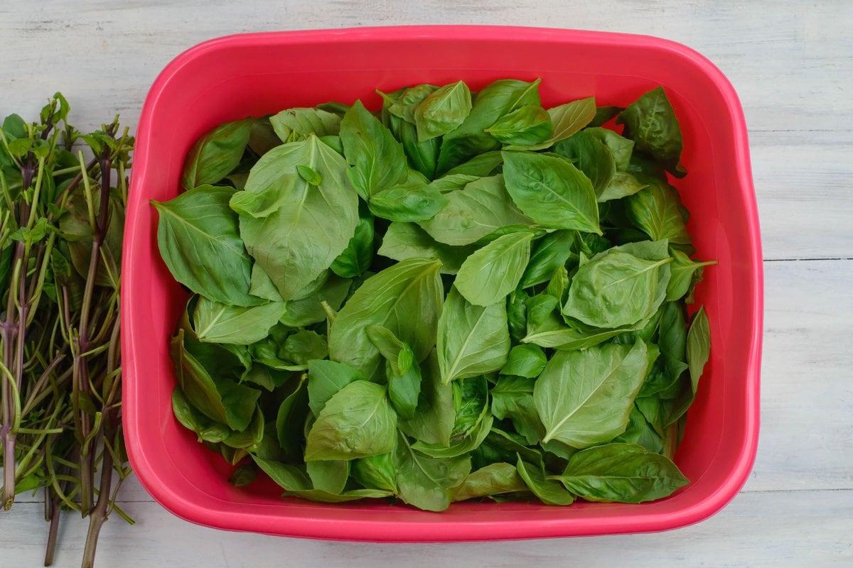 A plastic tub filled with large basil leaves before rinsing in cold water.