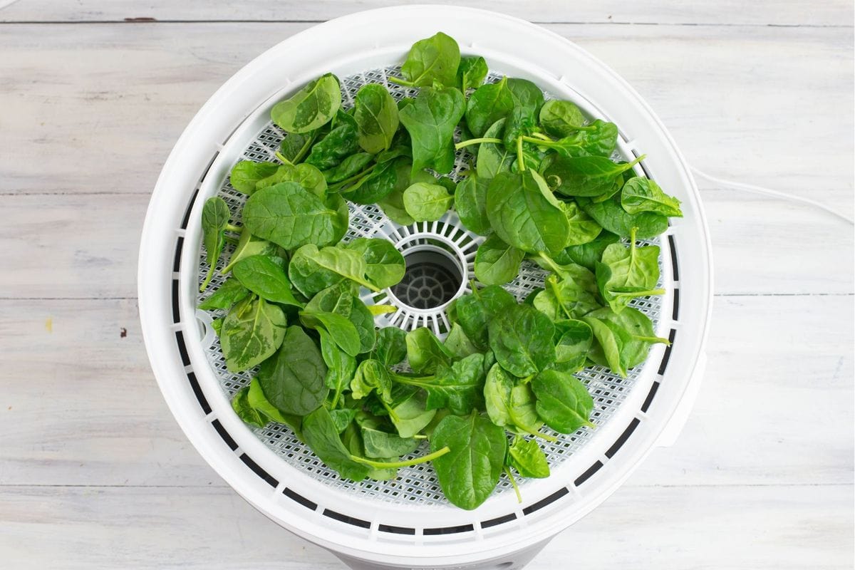 A round dehydrator tray loaded with fresh raw spinach leaves.