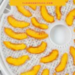 A round dehydrator tray filled with dried peach slices.