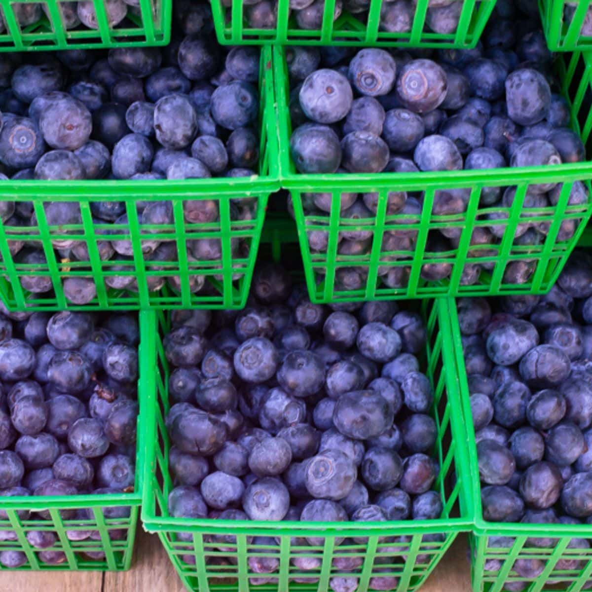 Fresh blueberries in green plastic baskets.