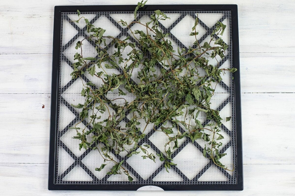 Dried mint on a square dehydrator tray.