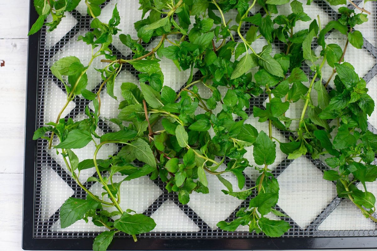 Fresh mint stems spread on a square dehydrator tray.