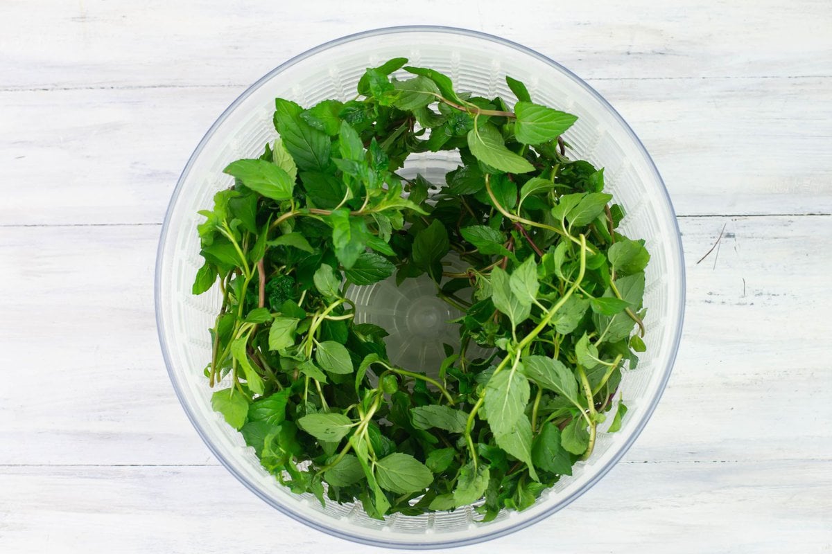 Fresh mint  leaves and stems in a salad spinner after drying off the water.