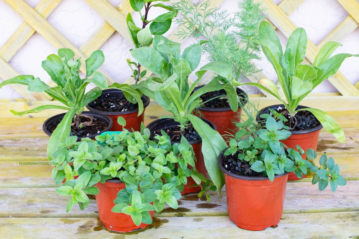 Small potted herbs on a potting table.
