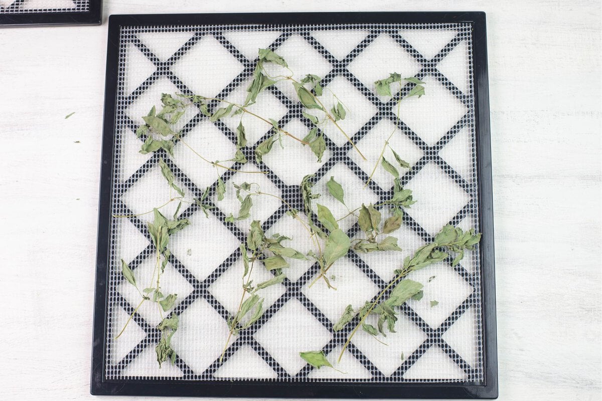 Dried lemon basil stems on a drying tray.