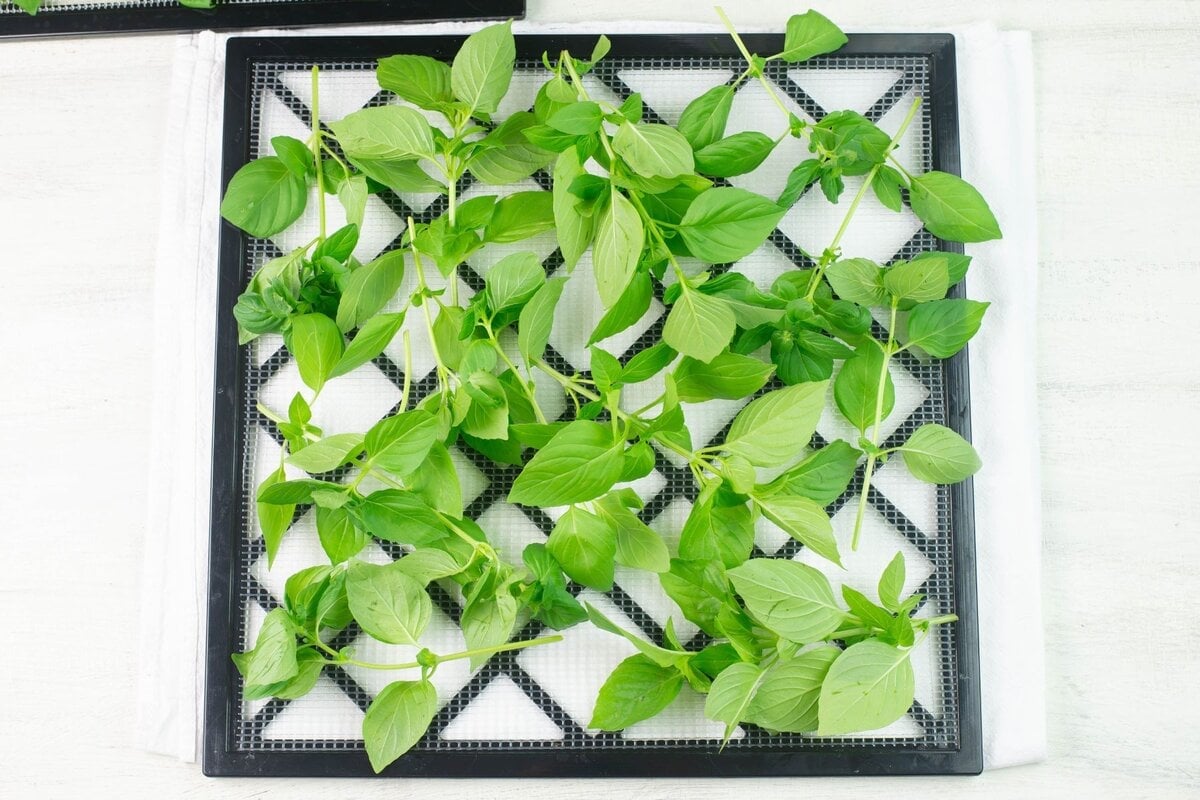 Fresh herbs stems and leaves on a dehydrator tray before drying.