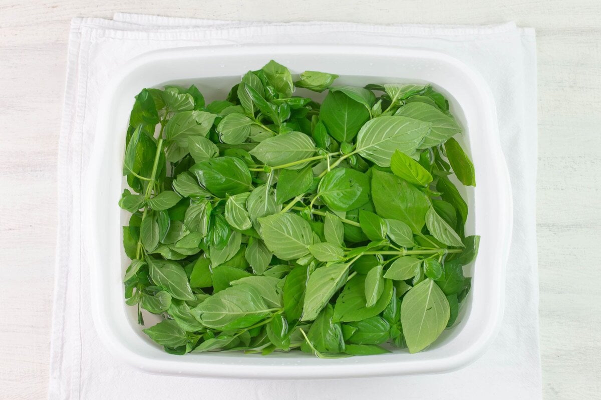 Fresh picked herb in a large plastic tub covered in cold water while rinsing.