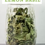 Glass jar filled with dried lemon basil leaves.